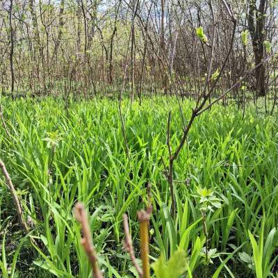 Buy land plot - Kyivska obl., , Marjyanivka village. Sale of real estate - Vasylkivskyi, secondary market and new building cheap, price up to 15000$, announcement no.1962255 фото 2