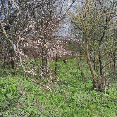 Buy land plot - Kyivska obl., , Marjyanivka village. Sale of real estate - Vasylkivskyi, secondary market and new building cheap, price up to 15000$, announcement no.1962255 фото 10