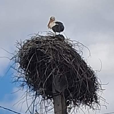 Buy land plot - Kyivska obl., , Marjyanivka village. Sale of real estate - Vasylkivskyi, secondary market and new building cheap, price up to 15000$, announcement no.1962255 фото 19