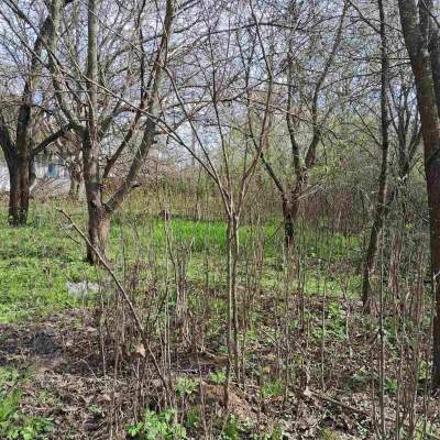 Buy land plot - Kyivska obl., , Marjyanivka village. Sale of real estate - Vasylkivskyi, secondary market and new building cheap, price up to 15000$, announcement no.1962255 фото 3