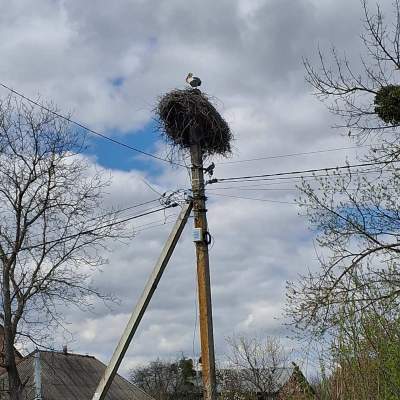 Buy land plot - Kyivska obl., , Marjyanivka village. Sale of real estate - Vasylkivskyi, secondary market and new building cheap, price up to 15000$, announcement no.1962255 фото 20